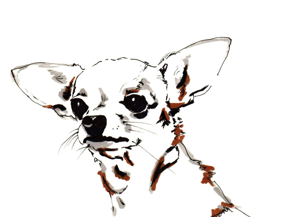 Chihuahua pen store